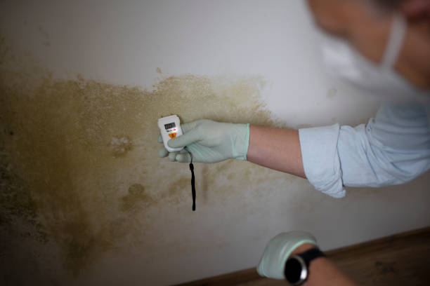 Forensic Mold Investigation in Chatsworth, IL